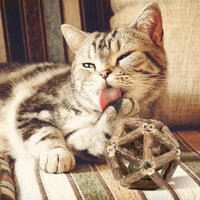 BRINQUEDOS-Bola de brinquedo para gatos, brinquedo de mastigar para gatinhos, limpa os dentes do gato, vara de matatabi saudável, brinquedo interativo para gatos