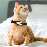 ACESSÓRIOS-Dog Tracker Collar HD 1080P Wireless Collar Camera with Video Records No WiFi Needed Cat Collars Camera Outdoor Wireless Collar