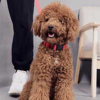 ACESSÓRIOS-Coleira de cachorro com LED e carregamento USB, anti-perda, segurança noturna, luz luminosa, ajustável, de nylon, para animais de estimação, coleiras brilhantes