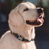 ACESSÓRIOS-Coleira refletiva para cães, identificação personalizada, fivela, gravação gratuita, coleira acolchoada macia, ajustável para cães pequenos, médios e grandes