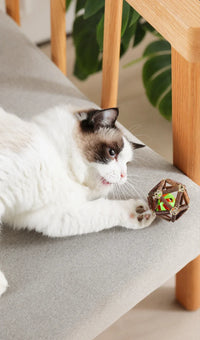 BRINQUEDOS-Bola de brinquedo para gatos, brinquedo de mastigar para gatinhos, limpa os dentes do gato, vara de matatabi saudável, brinquedo interativo para gatos