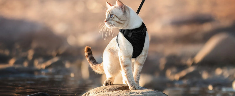 ACESSÓRIOS-Coleira e guia para gatos para caminhada, coletes ajustáveis e macios à prova de fuga para gatos, EasyControl